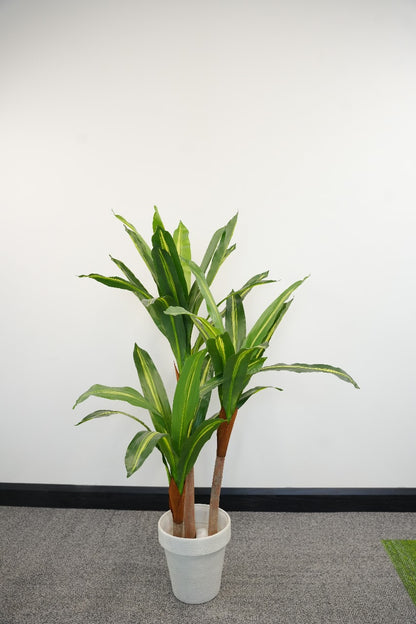 Dracaena Fragrans