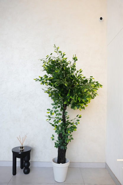 Ficus Benjamina