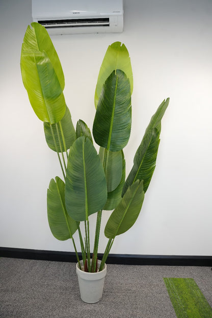 Banana Plants