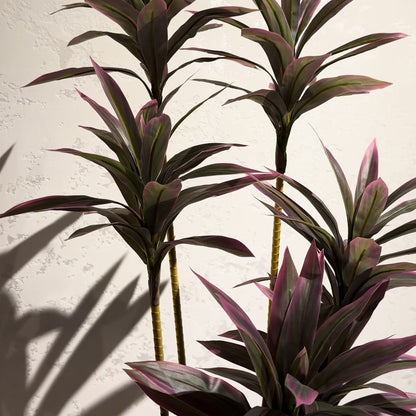 Dracaena Plant