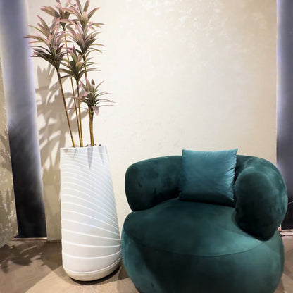 Dracaena Plant