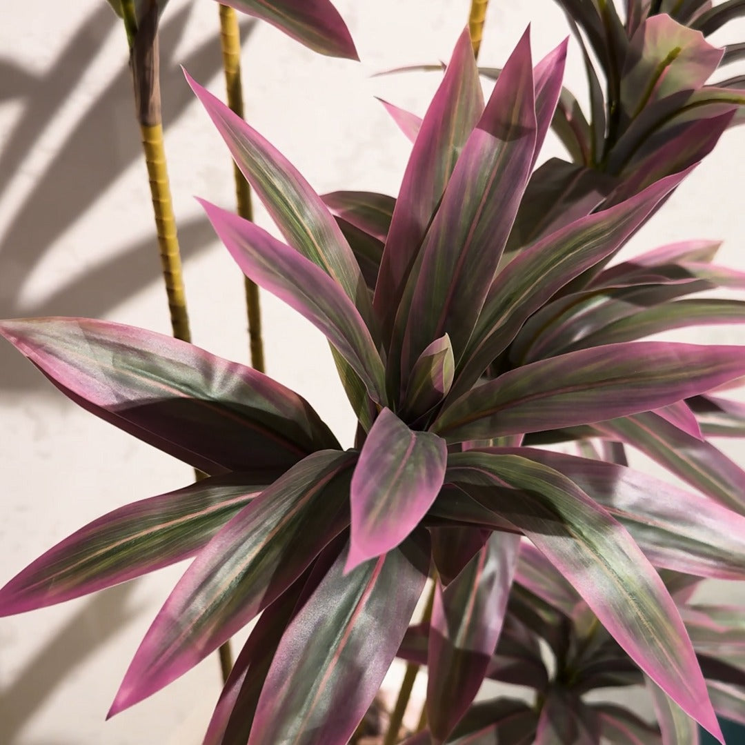 Dracaena Plant
