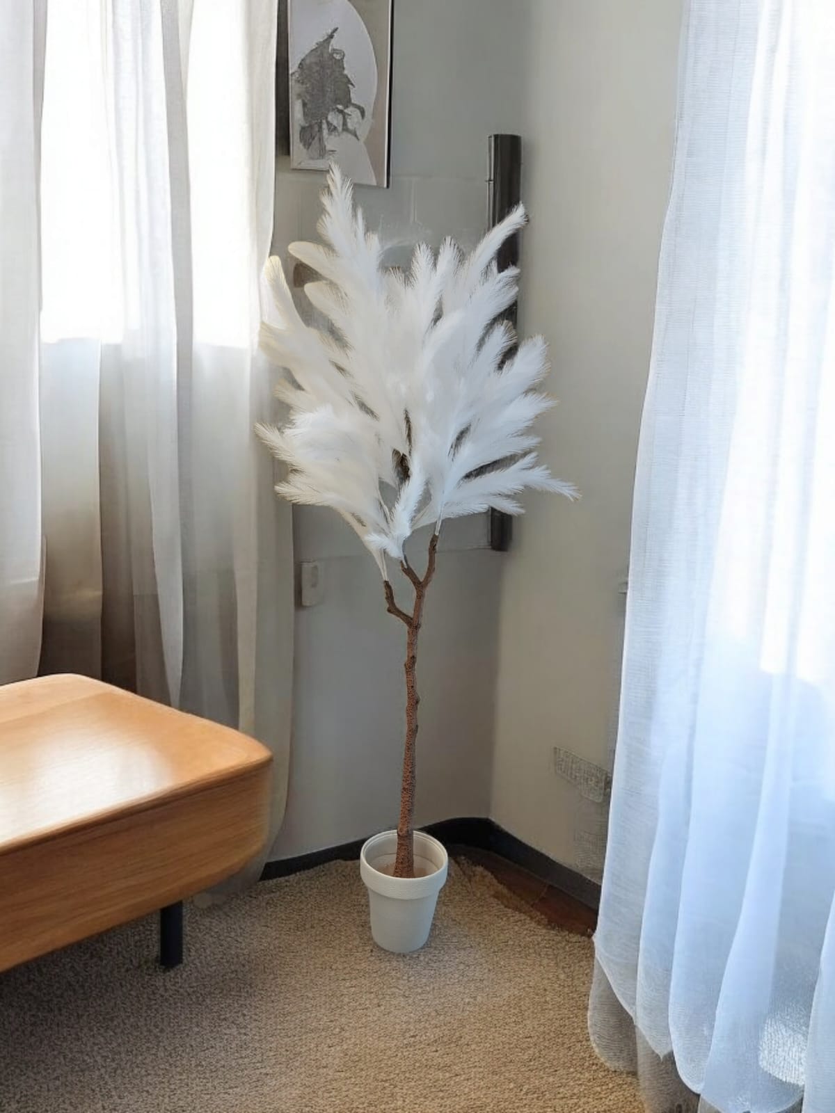 Italian Fur Plant